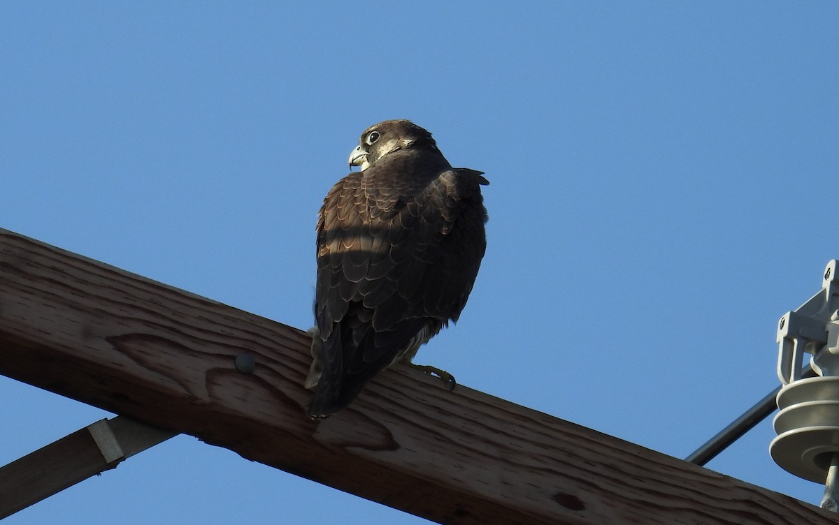 Peregrine Falcon - Carol Baird Molander