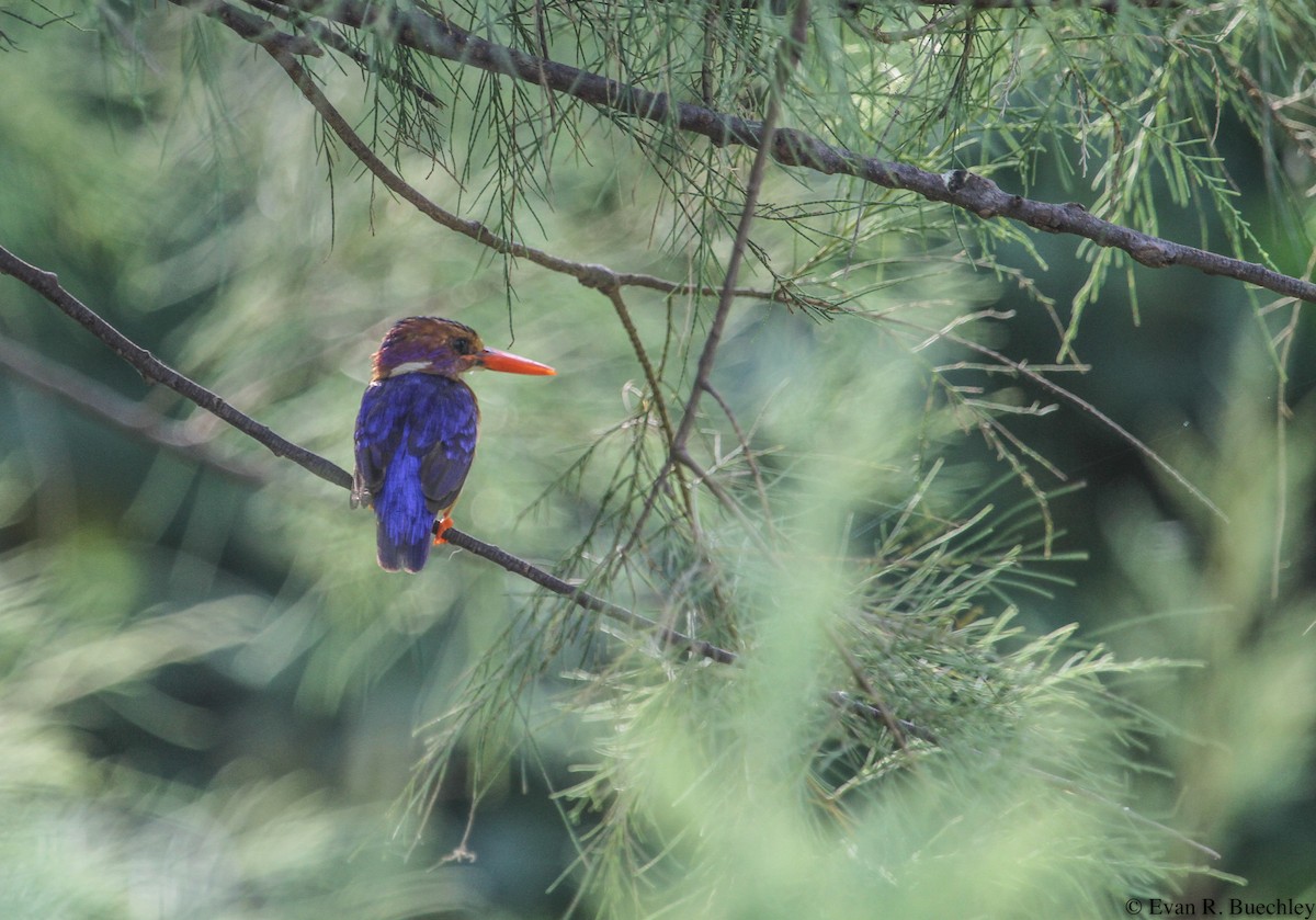African Pygmy Kingfisher - Evan Buechley