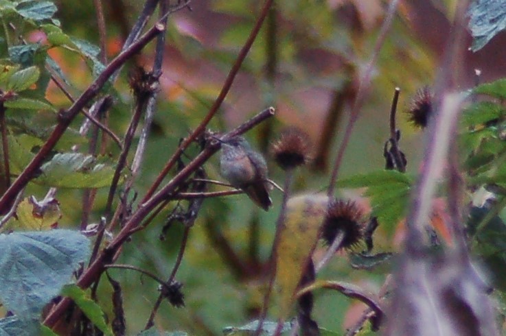 Calliope Hummingbird - ML76521451