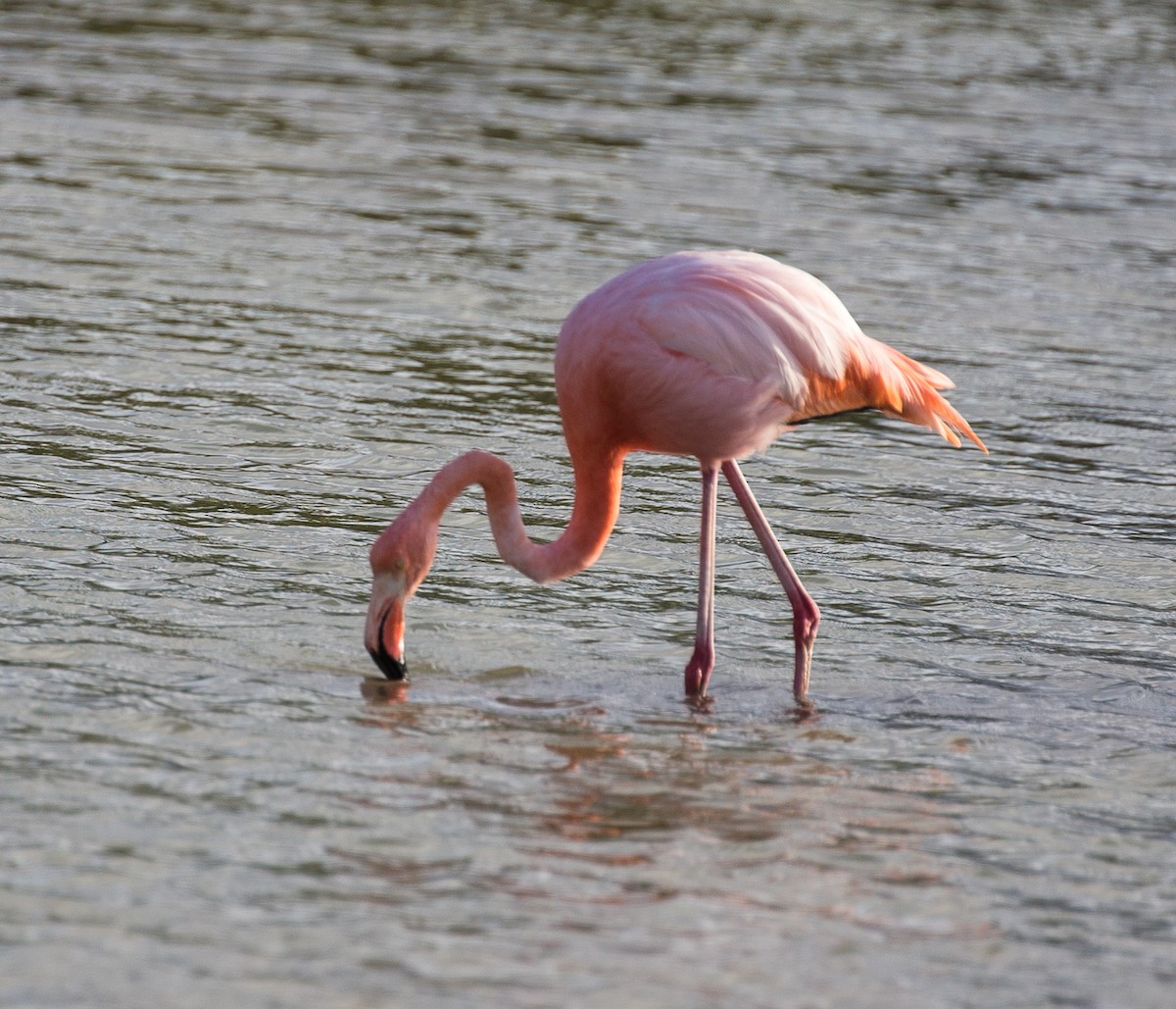 Amerika Flamingosu - ML76524461