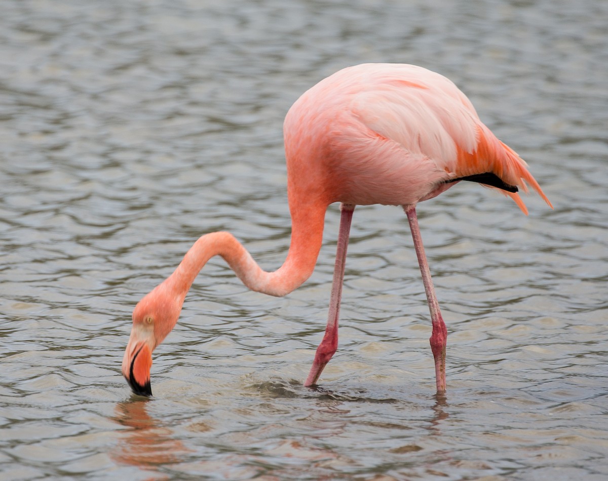 Amerika Flamingosu - ML76524471