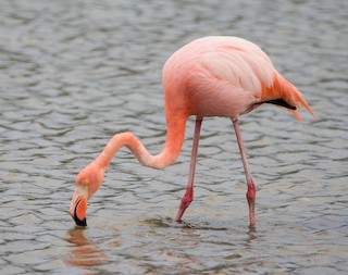 American Flamingo, ML76524471