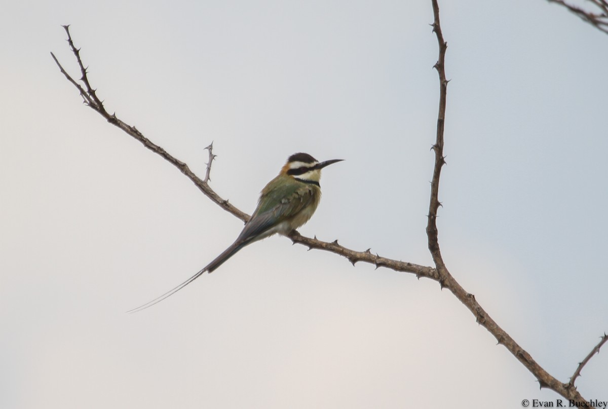 White-throated Bee-eater - Evan Buechley