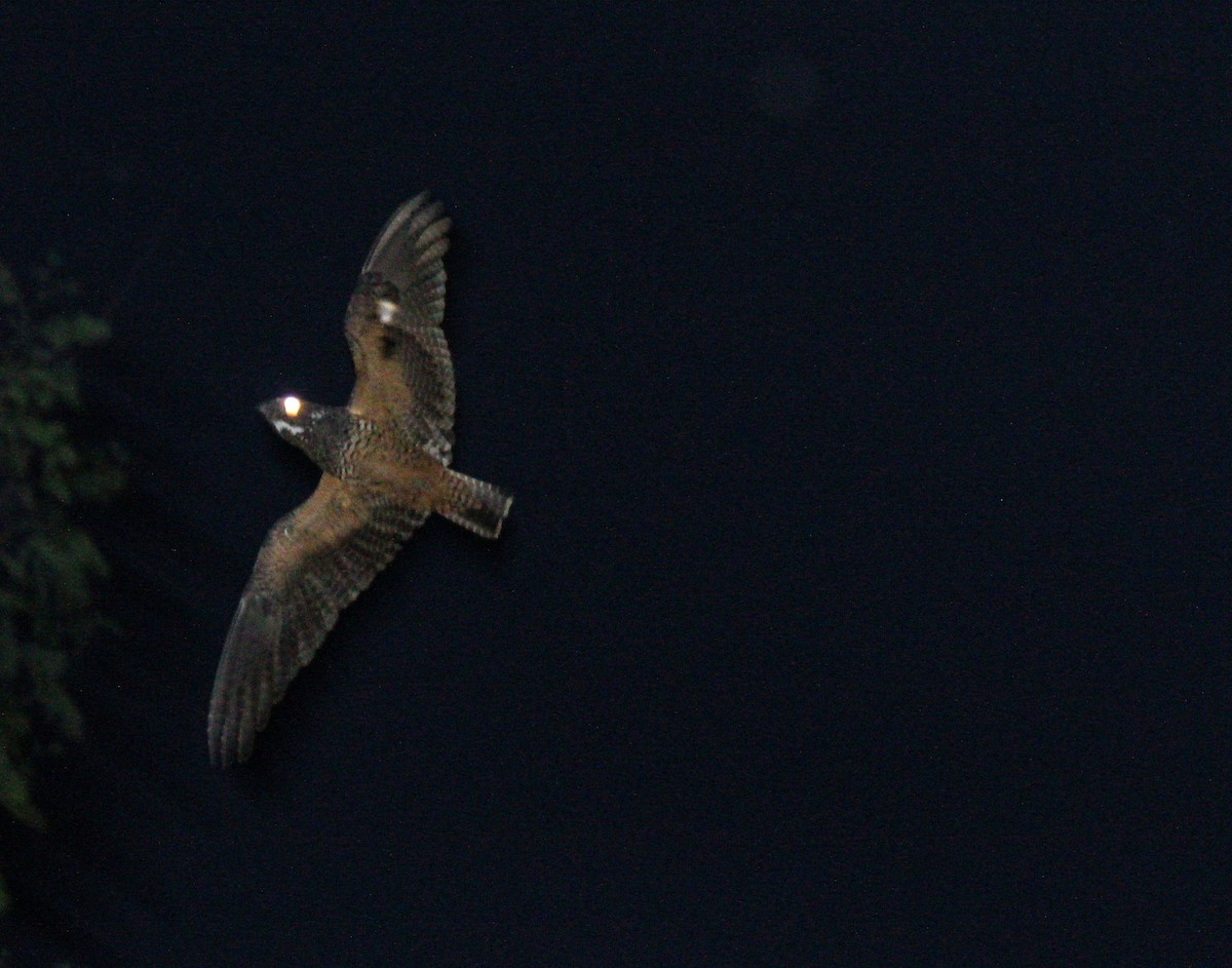 Short-tailed Nighthawk - ML76527711