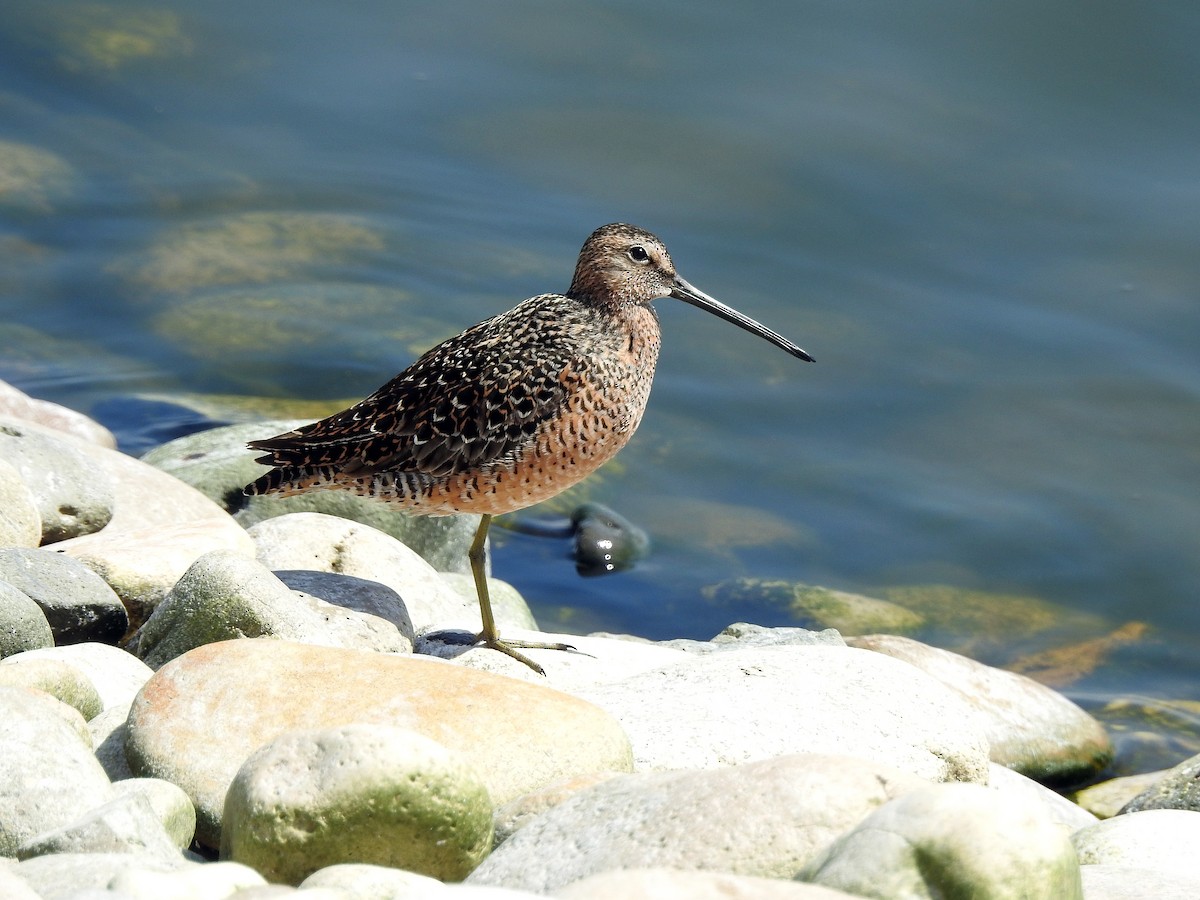 Long-billed Dowitcher - Mary Rumple