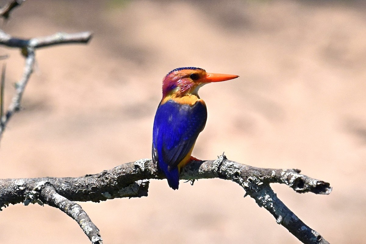 African Pygmy Kingfisher - ML76529401
