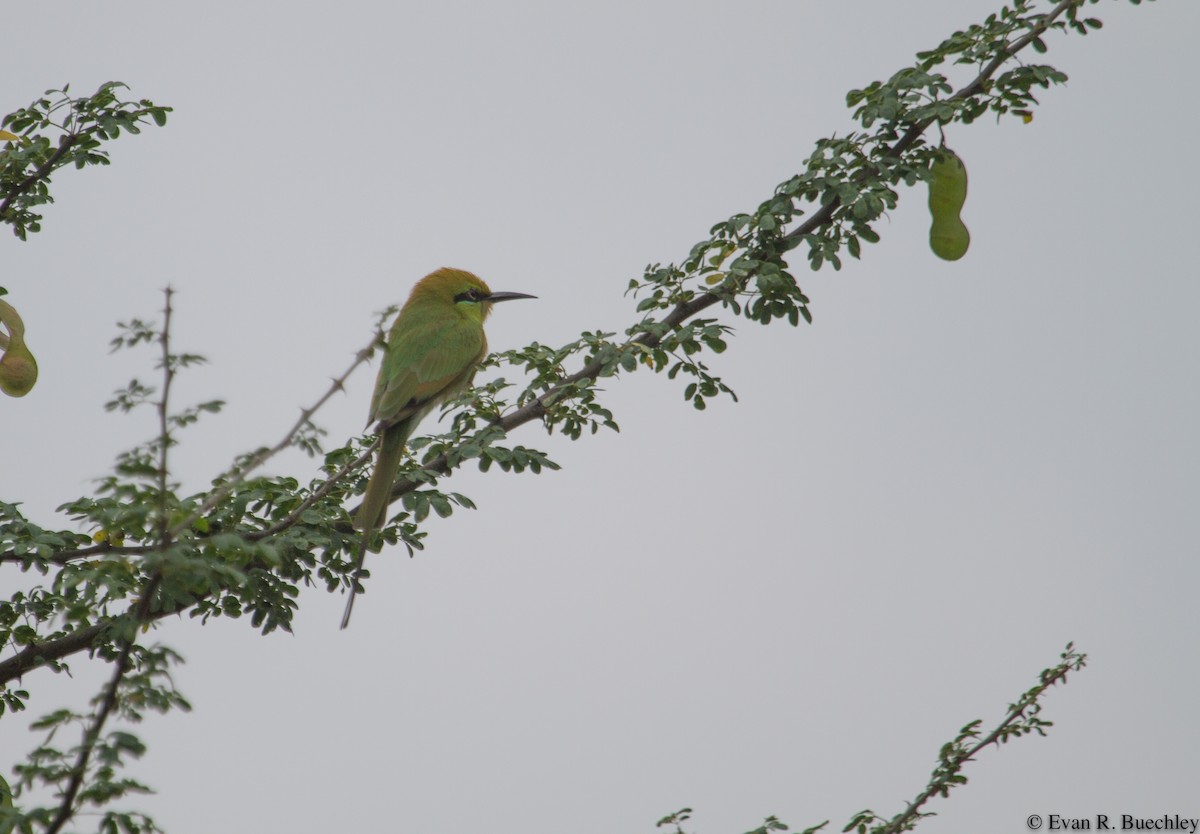 African Green Bee-eater - Evan Buechley
