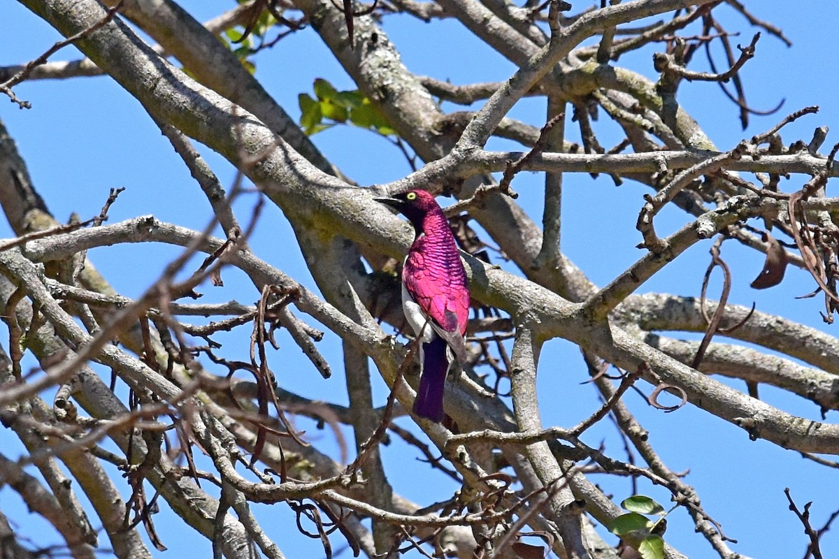 Violet-backed Starling - ML76529981