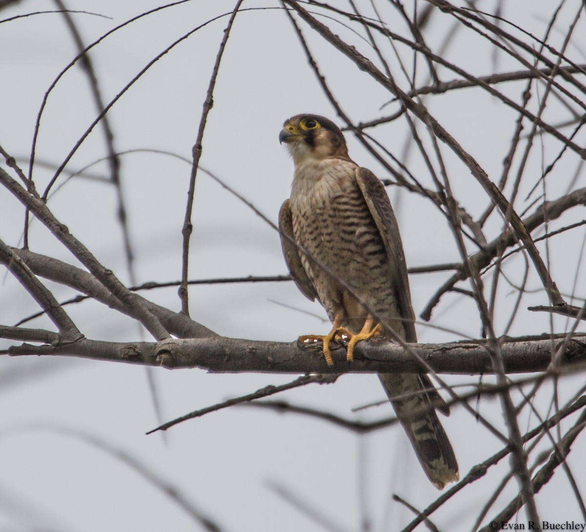 Red-necked Falcon - Evan Buechley