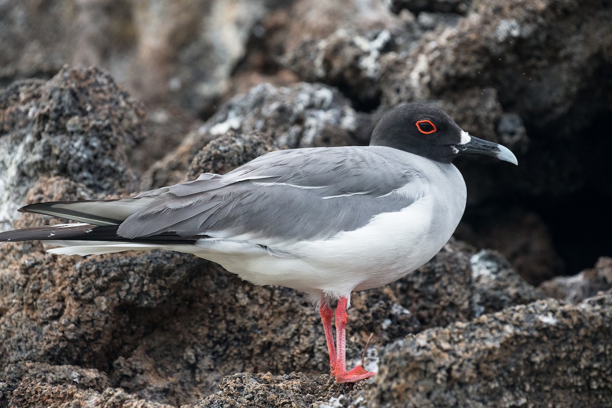 Swallow-tailed Gull - ML76530331