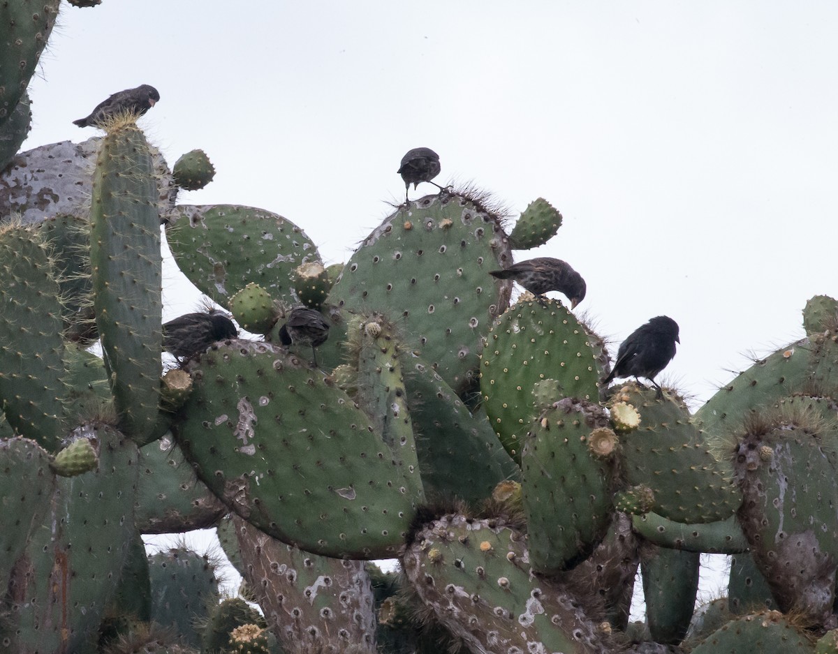 Genovesa Cactus-Finch - ML76530381