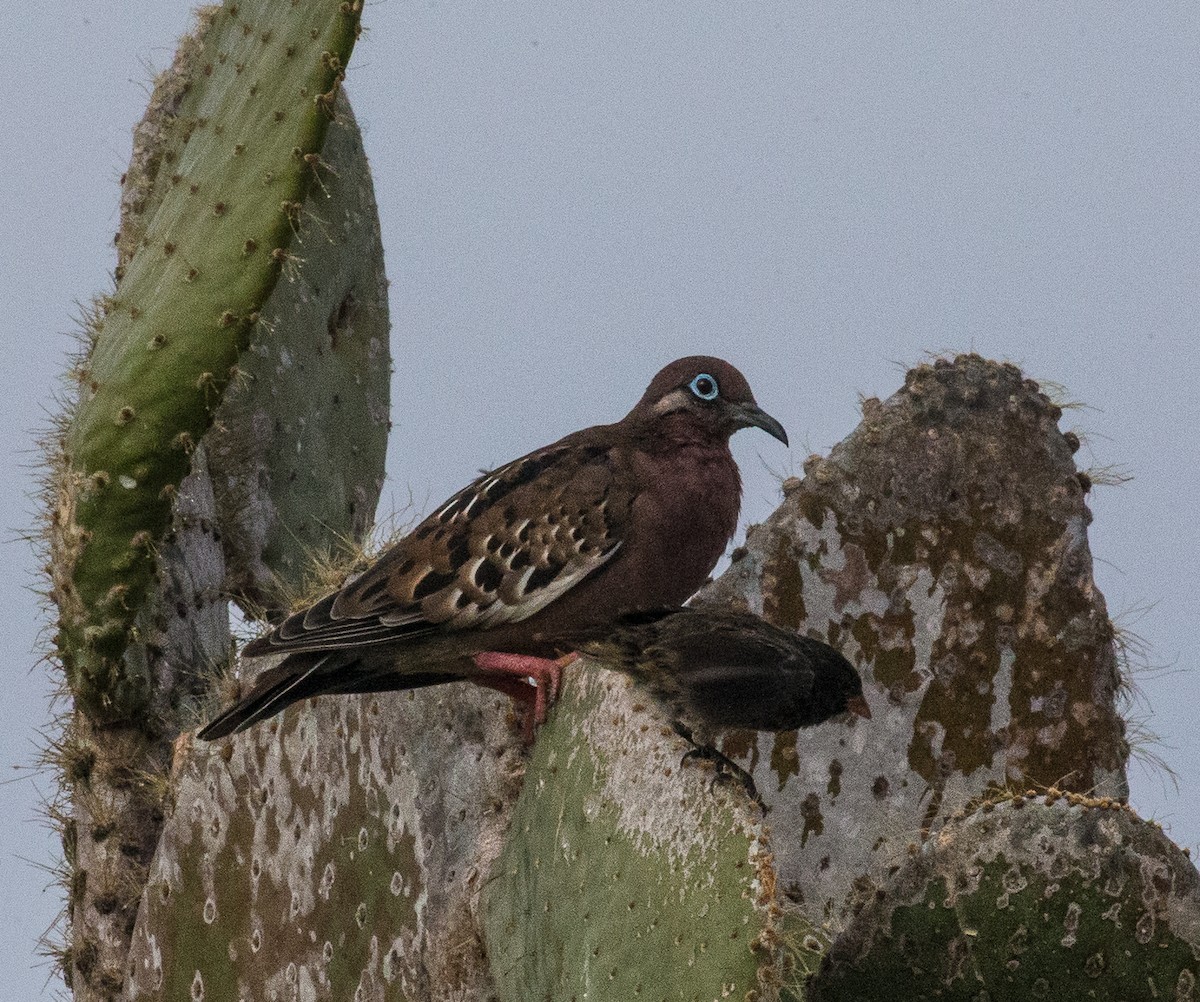 Galapagos Dove - ML76531351