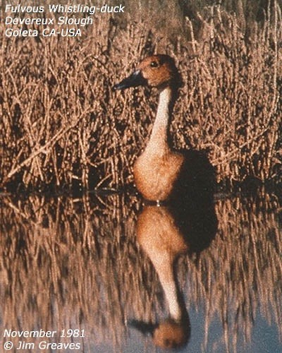 Fulvous Whistling-Duck - Jim Greaves