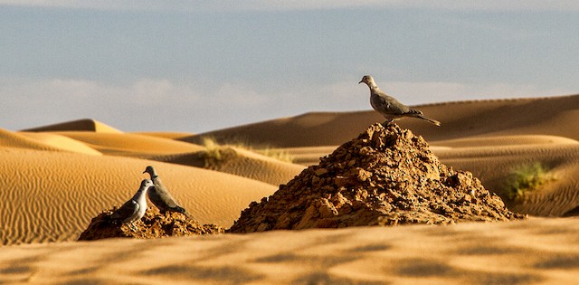 Birds in their habitat; Meknès-Tafilalet, Morocco. - Eurasian Collared-Dove - 