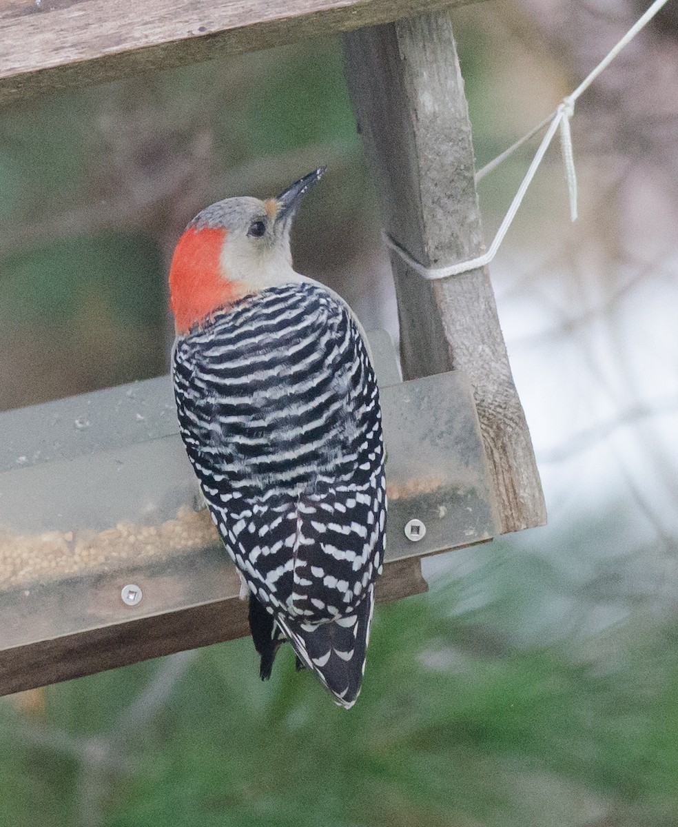 Red-bellied Woodpecker - ML76539021