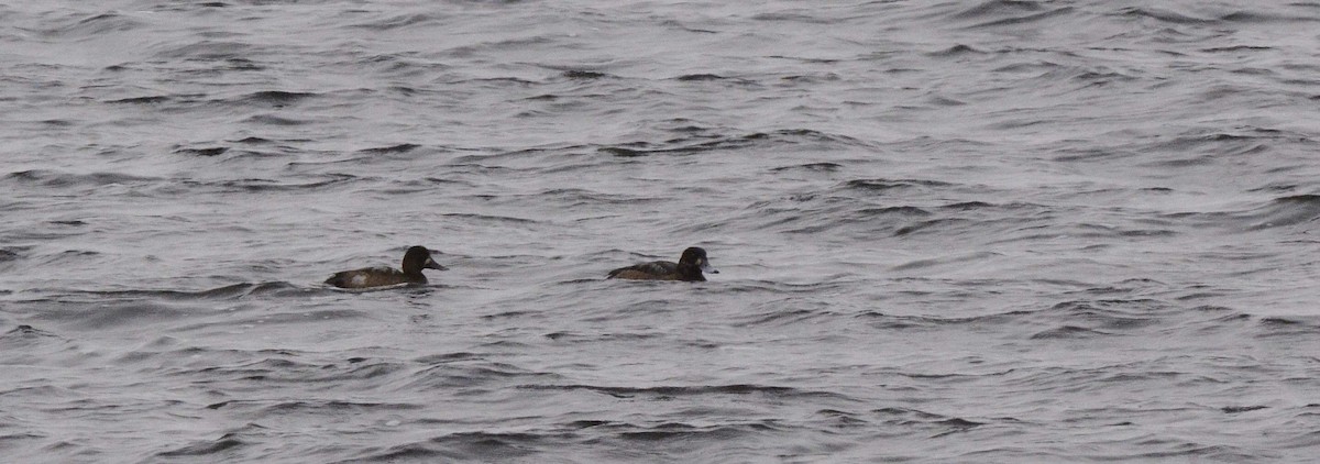 Greater Scaup - ML76542691