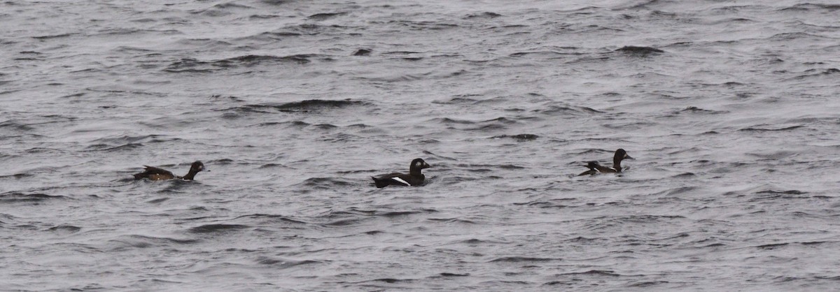 Greater Scaup - ML76542891