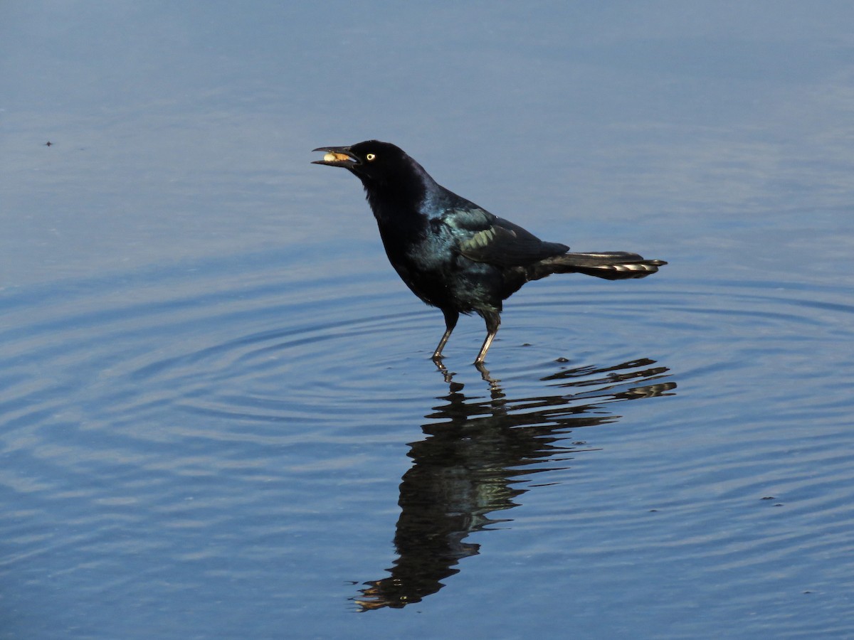 Boat-tailed Grackle - ML76543251