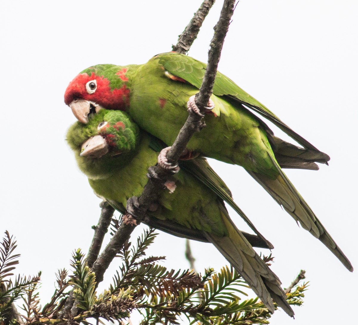 Red-masked Parakeet - Keith Bailey