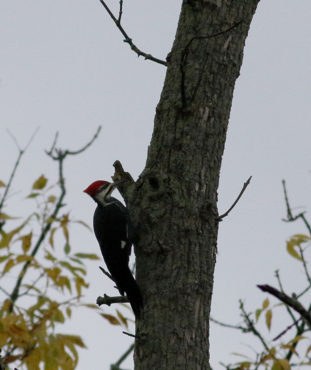 Pileated Woodpecker - ML76544551