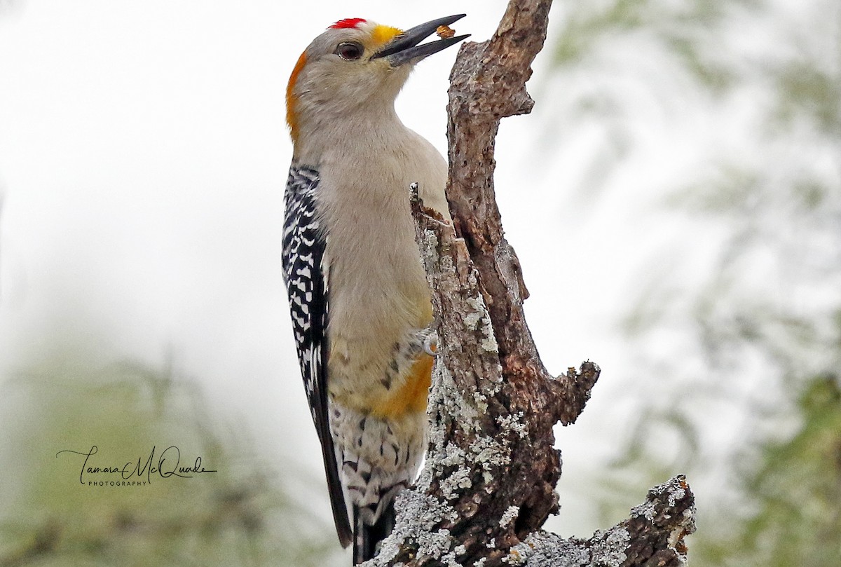Golden-fronted Woodpecker - Tammy McQuade