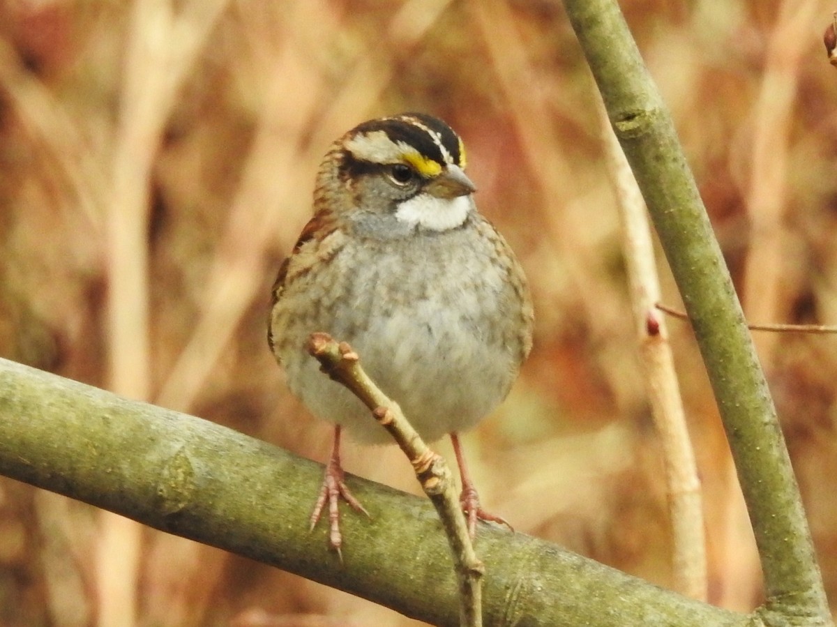 White-throated Sparrow - Bonnie Kinder