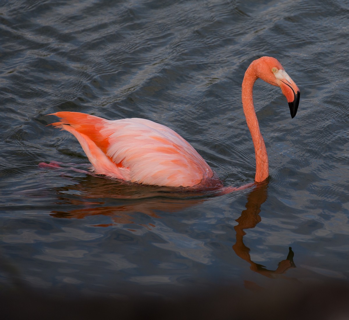 American Flamingo - Meg Barron