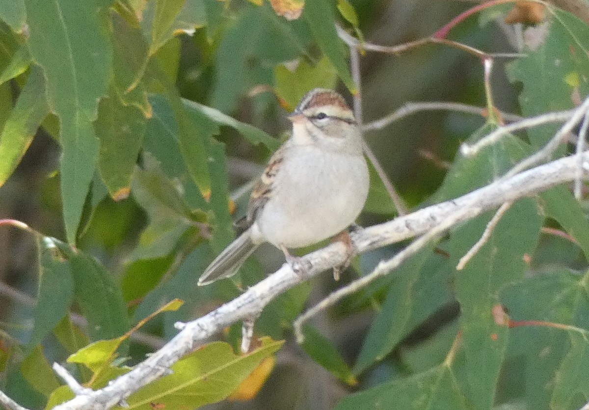 Chipping Sparrow - Christopher Rustay