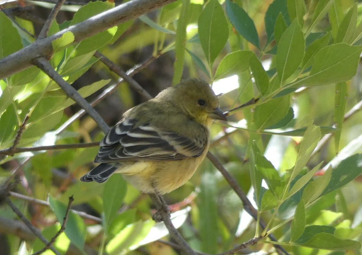 Lesser Goldfinch - Christopher Rustay
