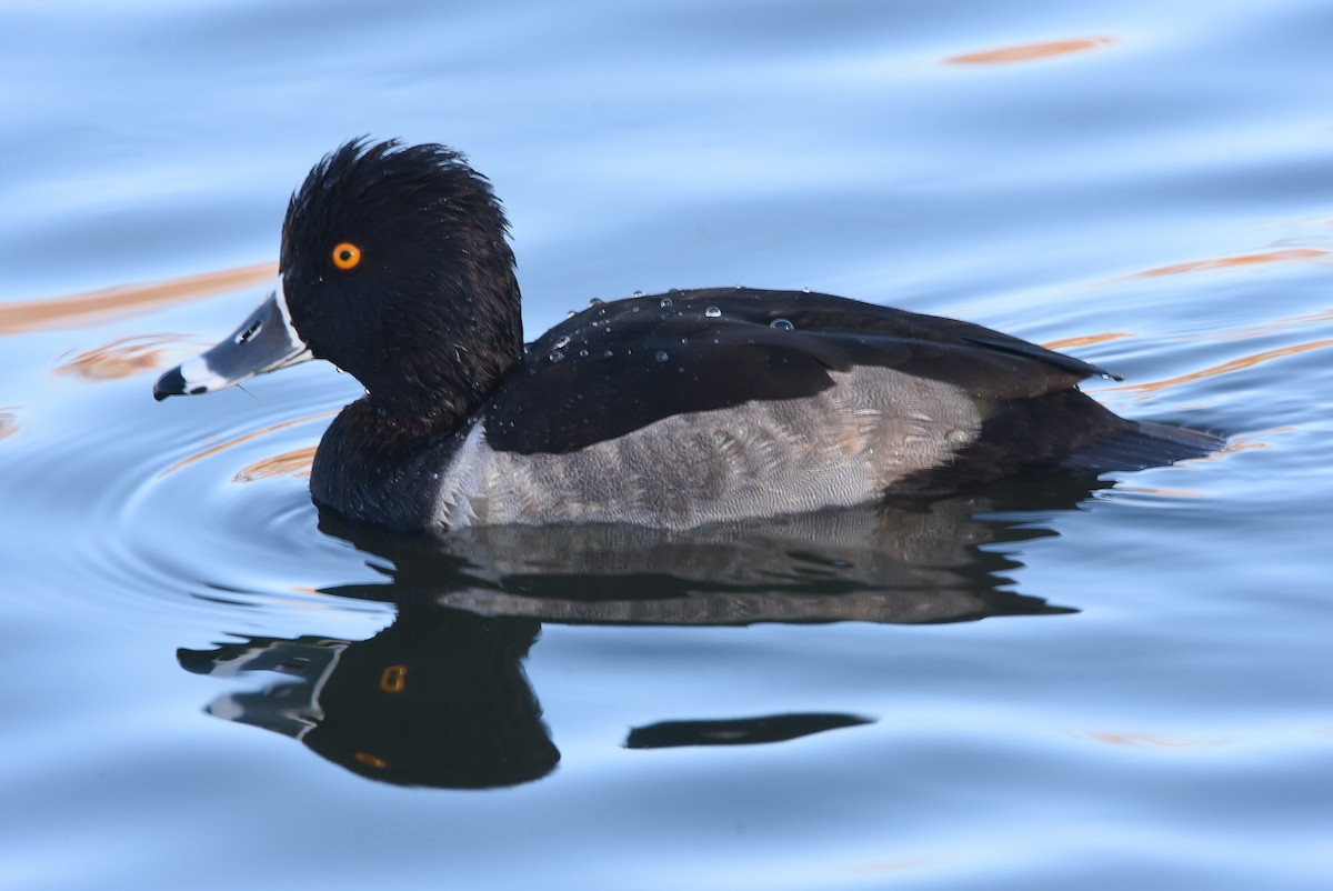 Ring-necked Duck - ML76549241