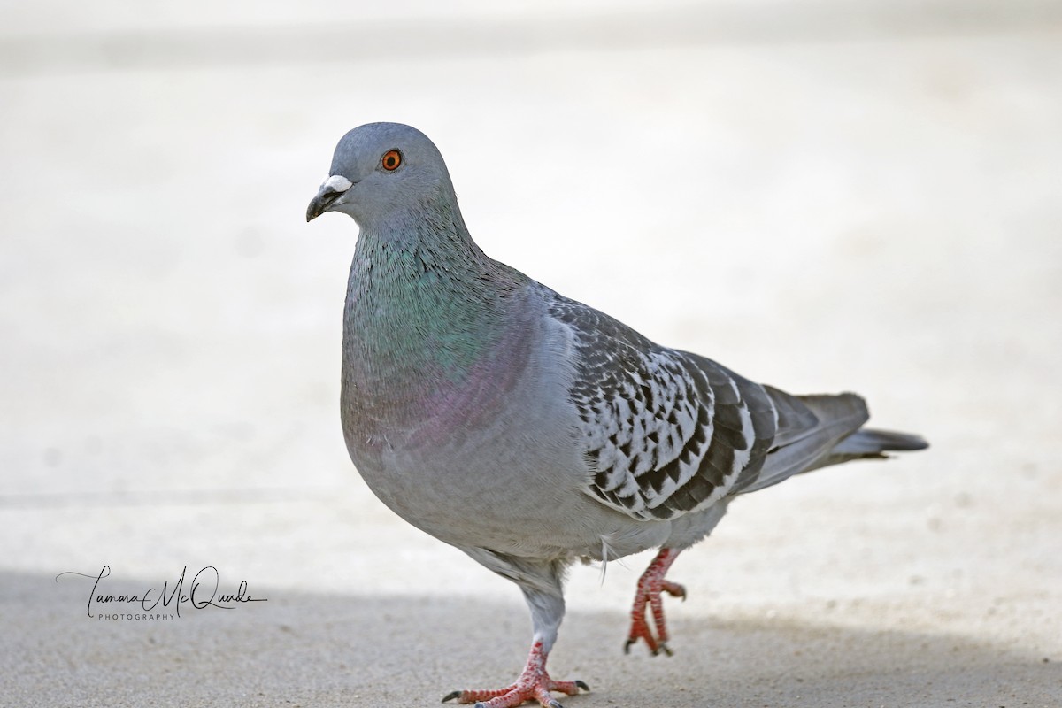 Rock Pigeon (Feral Pigeon) - ML76549261