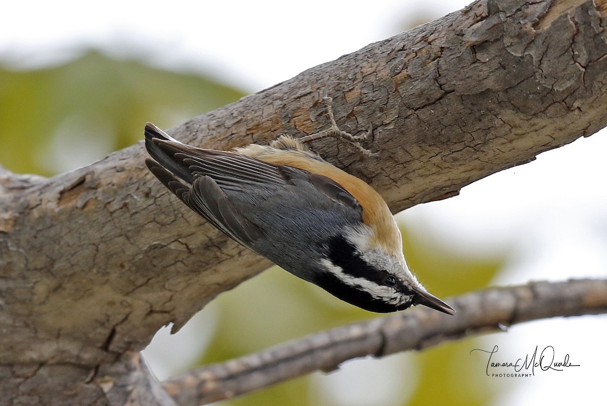 Red-breasted Nuthatch - Tammy McQuade