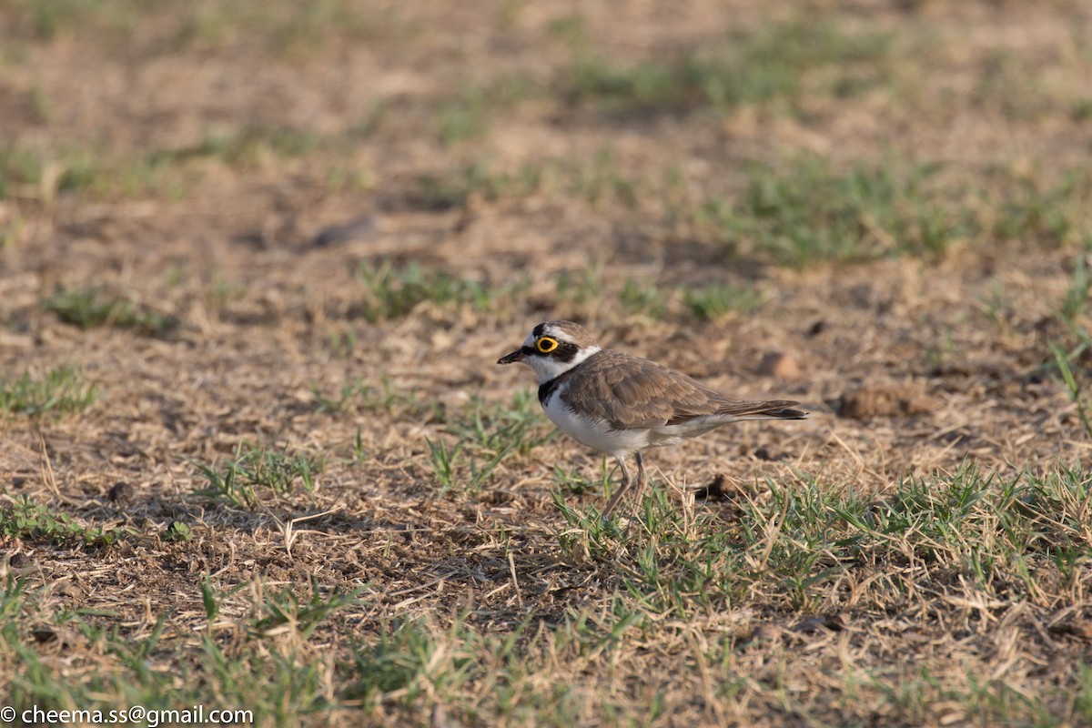 Little Ringed Plover - S S Cheema
