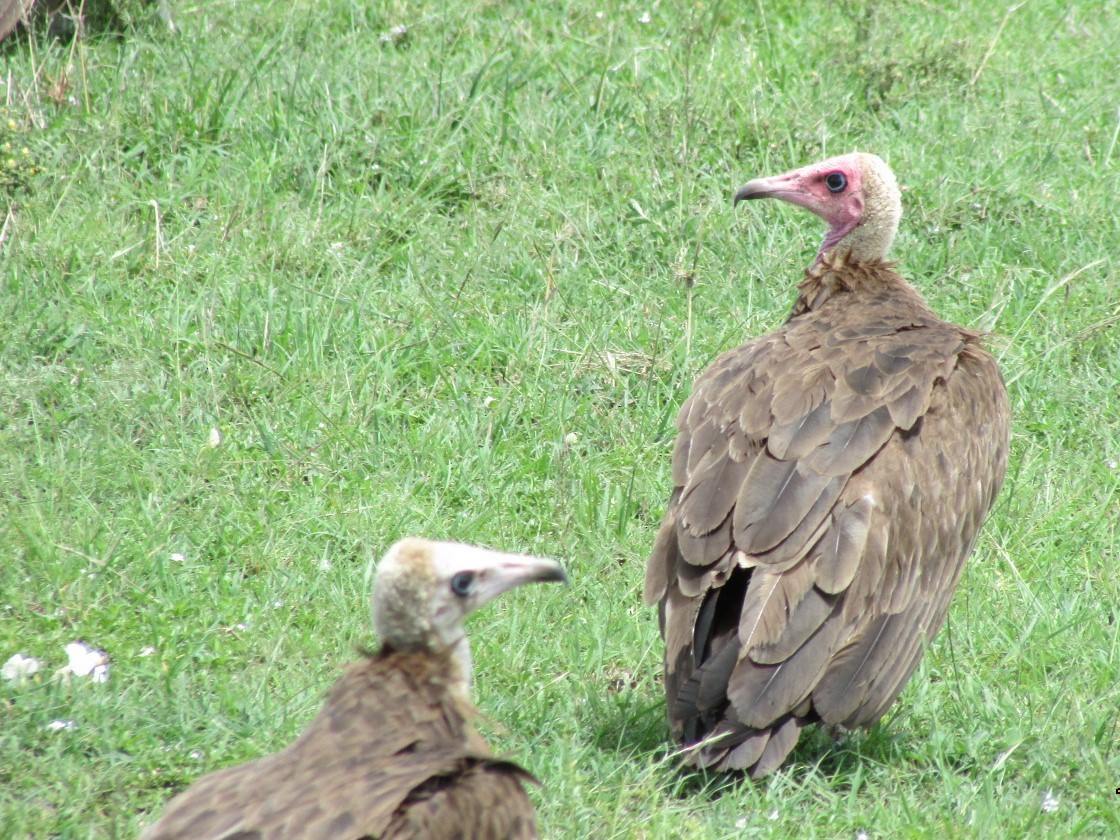 Hooded Vulture - Bob Greenleaf