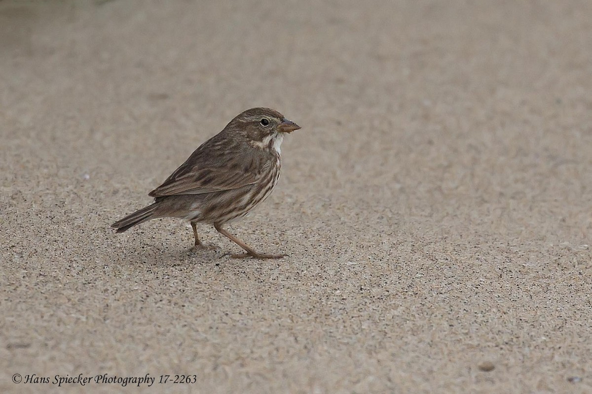 Savannah Sparrow (Large-billed) - Hans Spiecker