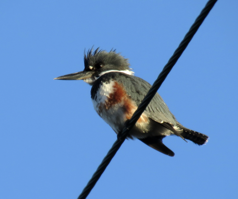 Belted Kingfisher - David Nickerson