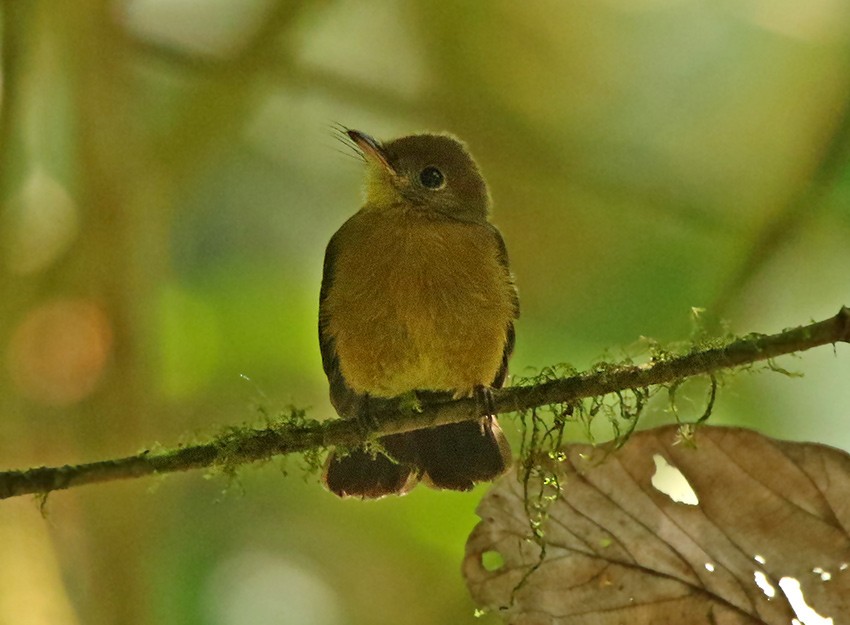 Tawny-breasted Flycatcher - Roger Ahlman