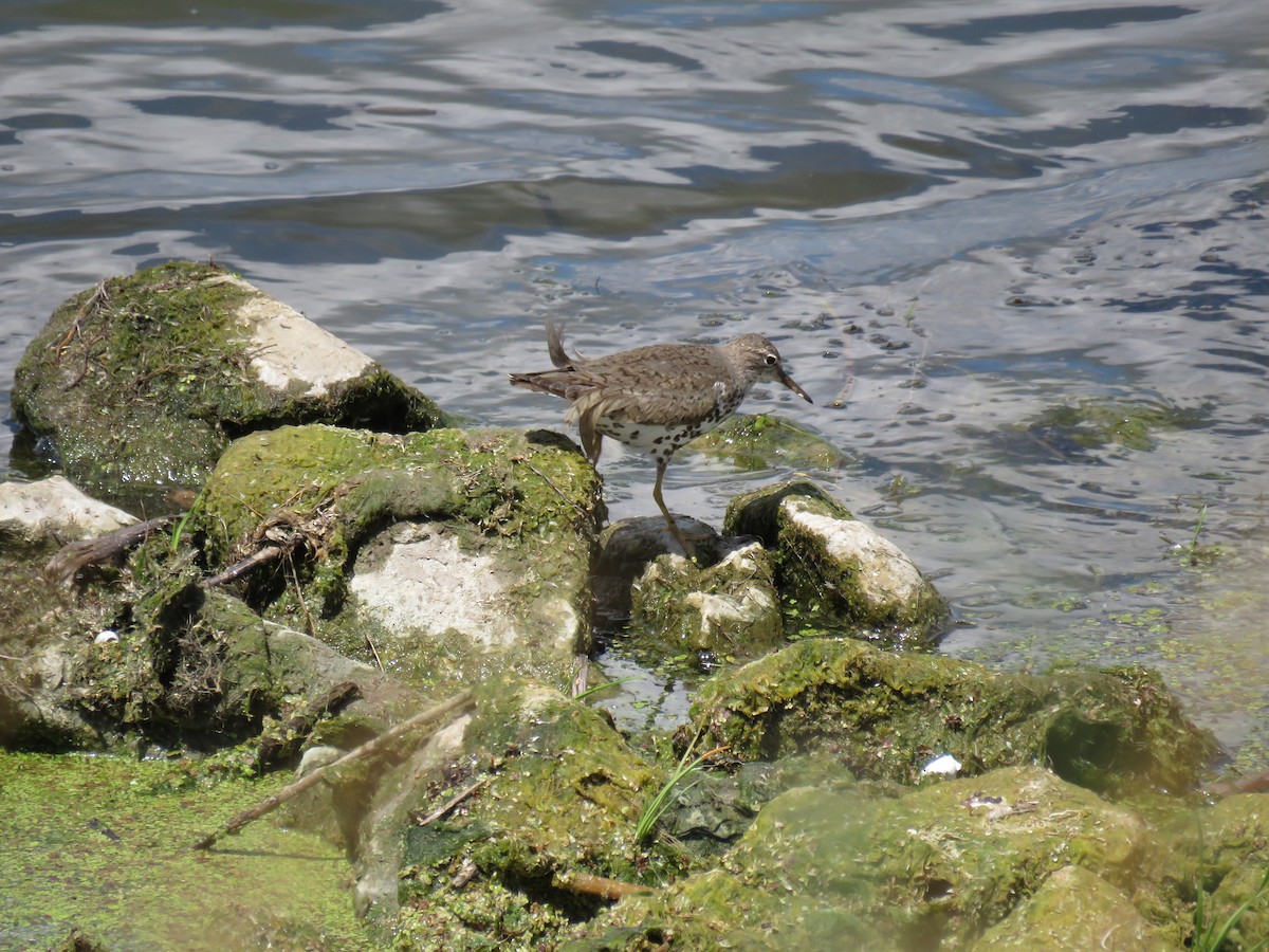 Spotted Sandpiper - Mary Trombley