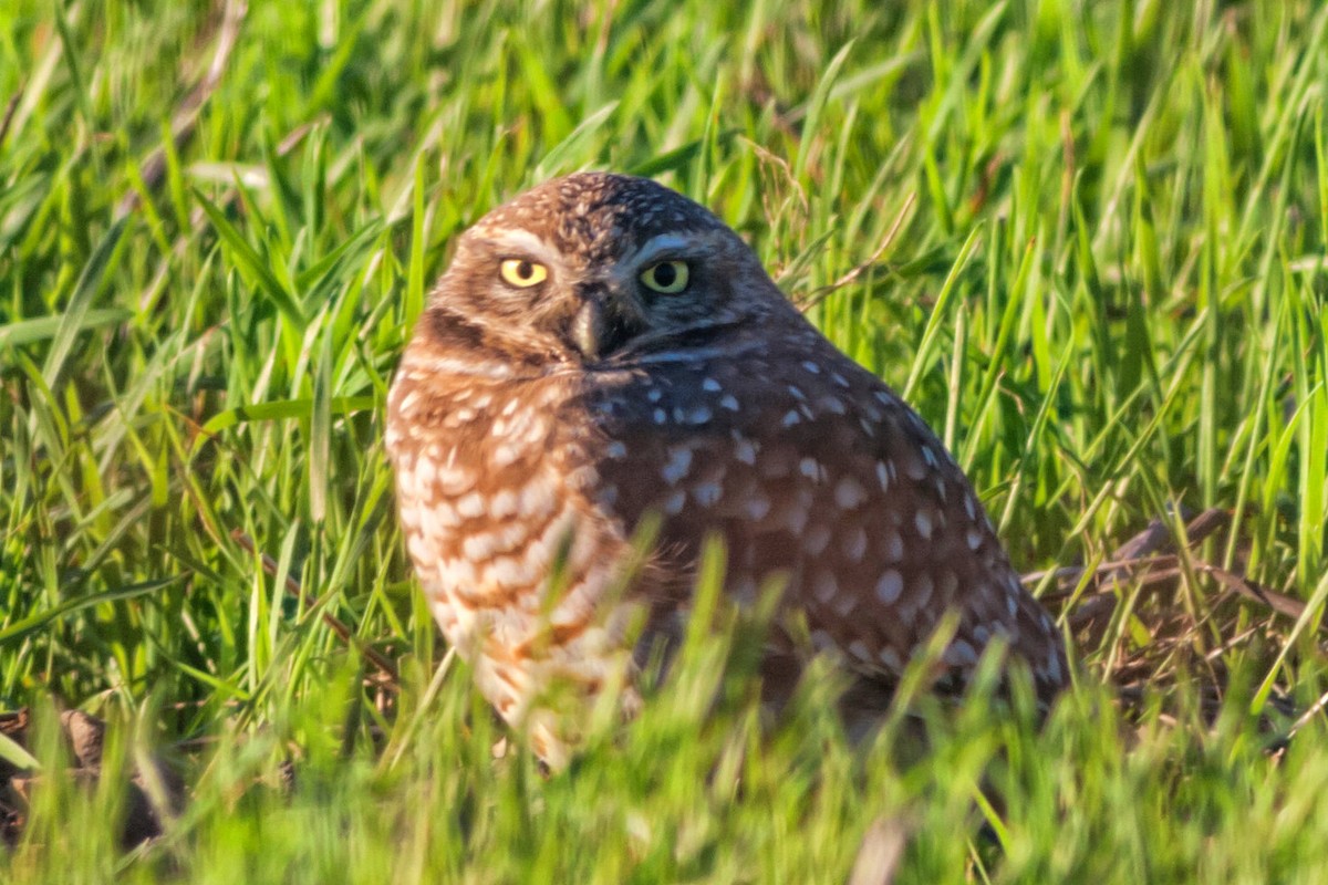 Burrowing Owl - Kir Pridatko