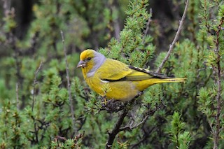  - Cape Canary