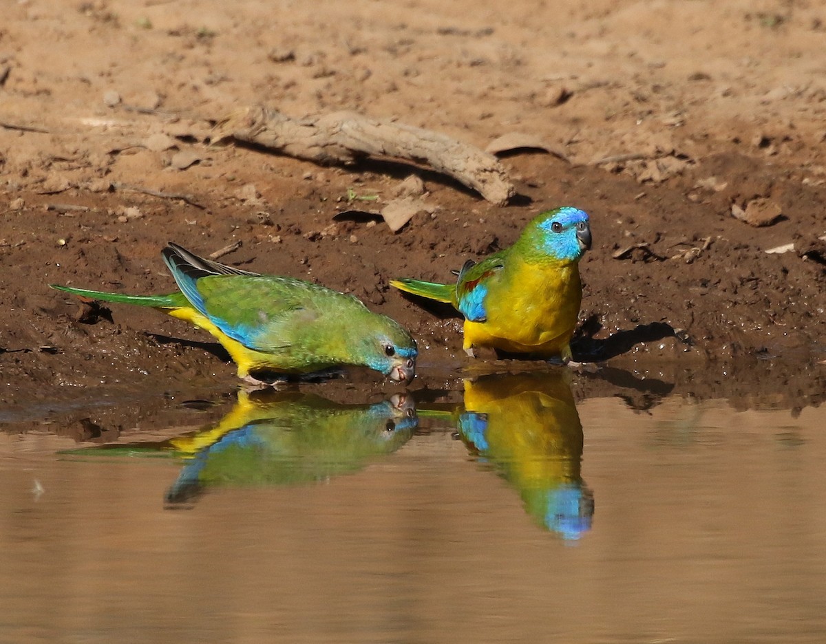 Turquoise Parrot - David Ongley
