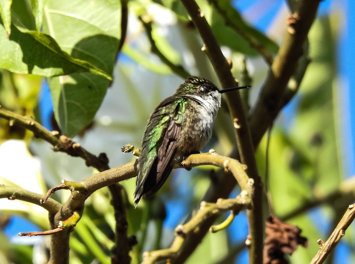 Ruby-throated Hummingbird - Pam Rasmussen