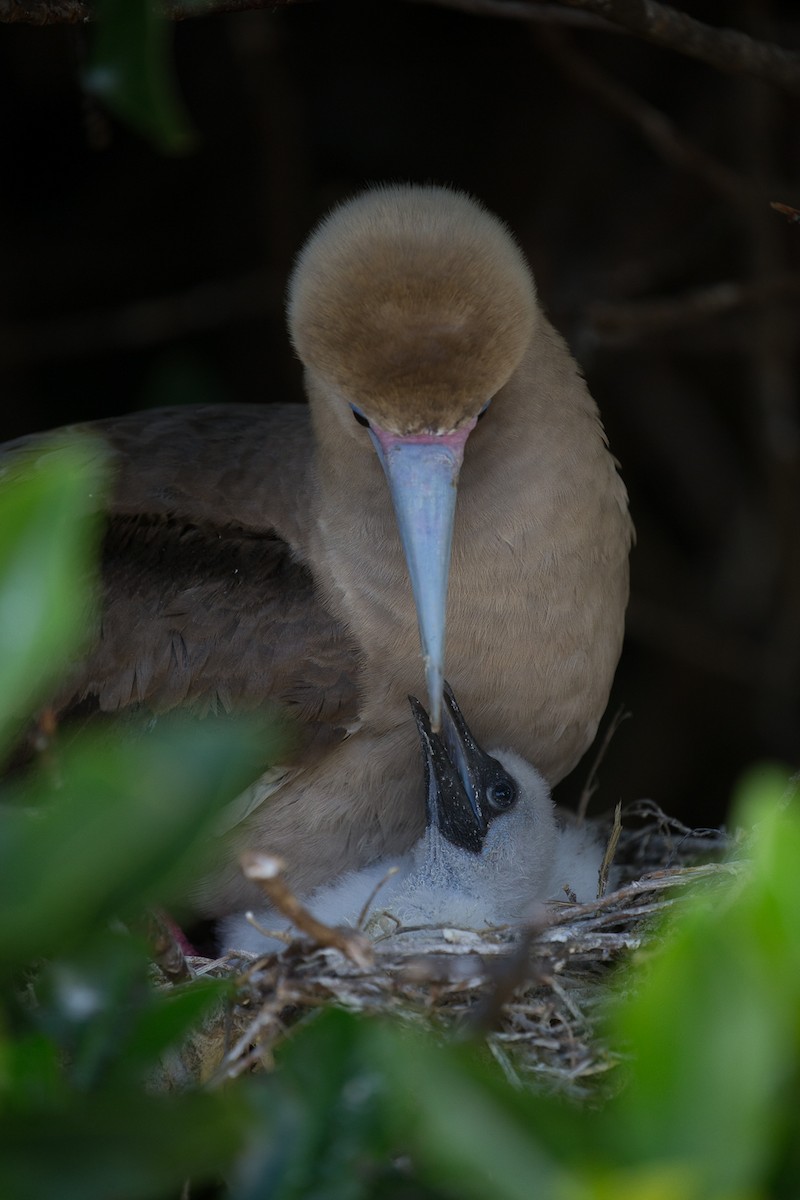 Red-footed Booby - ML76568421