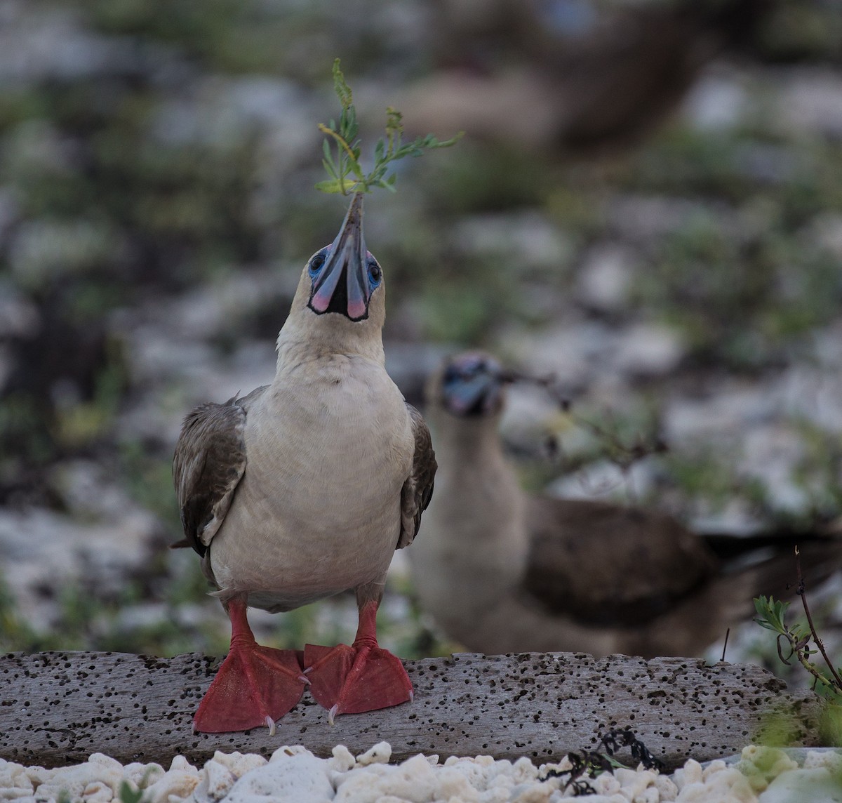 Red-footed Booby - ML76568461