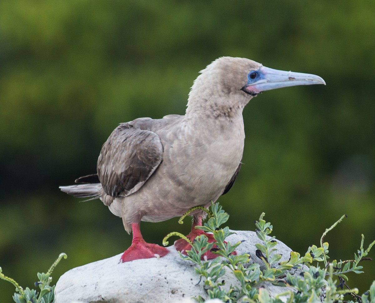 Red-footed Booby - ML76568471