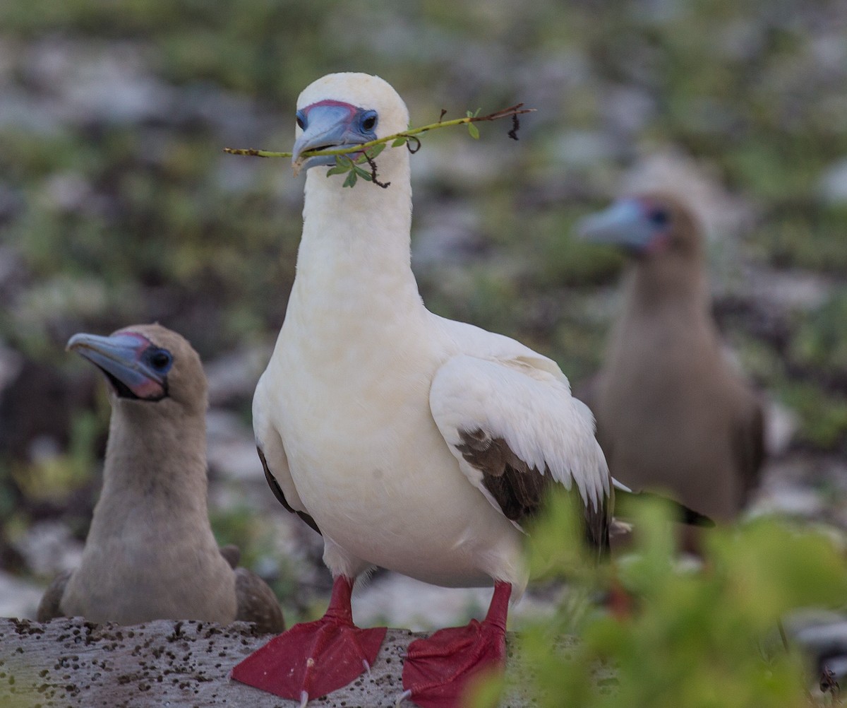 Red-footed Booby - ML76568481