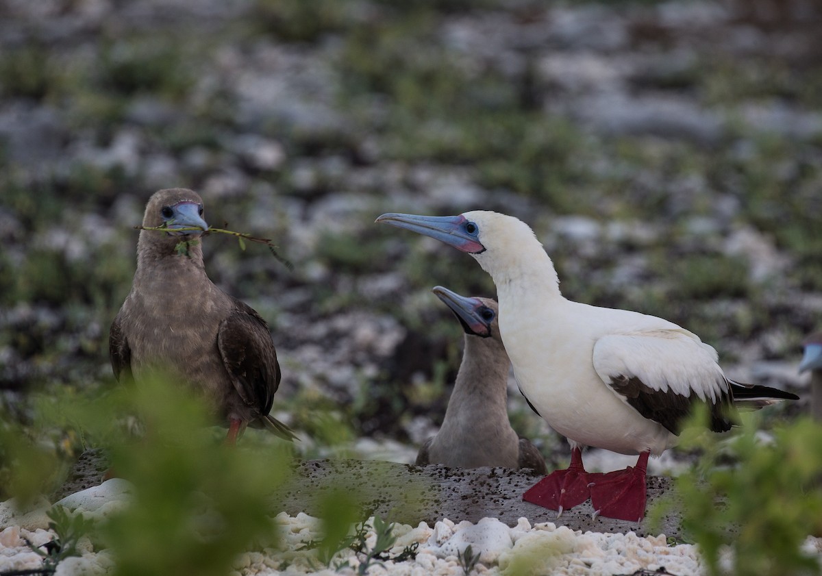 Red-footed Booby - ML76568491