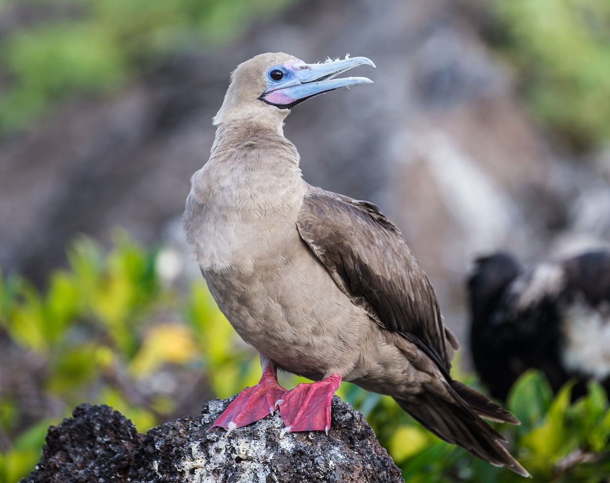 Red-footed Booby - ML76568501