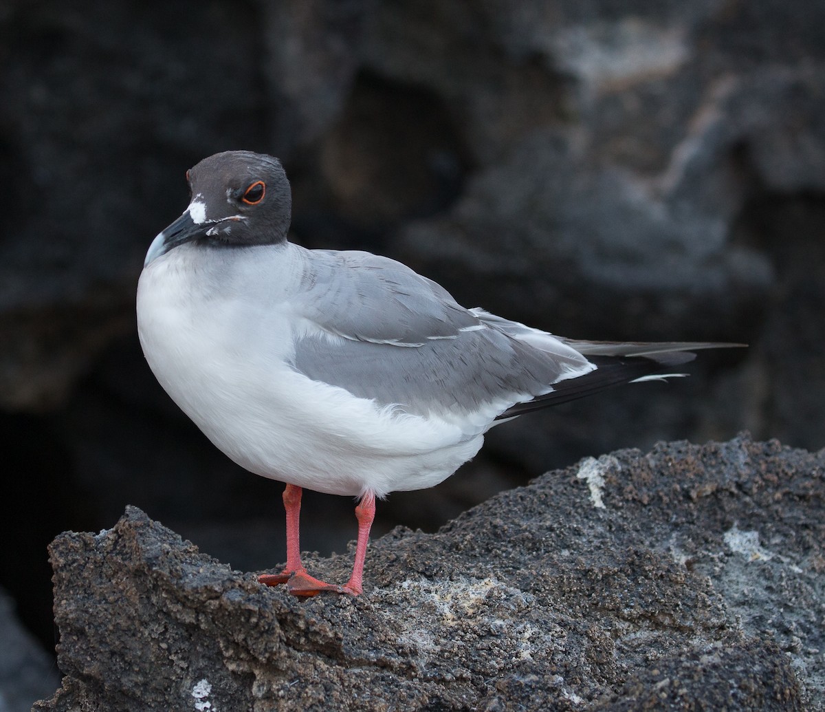 Swallow-tailed Gull - ML76568781
