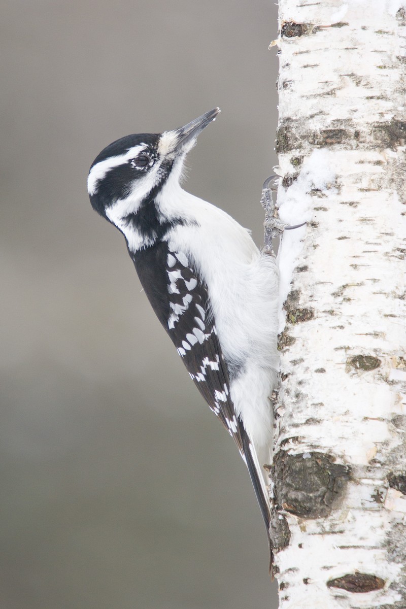 Hairy Woodpecker - Bob Dunlap